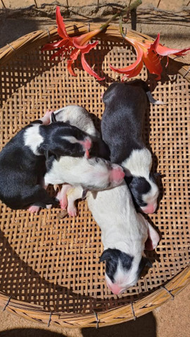 Border collie João pessoa - Foto 2