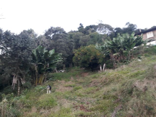 Vendo Chácara em Flores da cunha rs * - Foto 3