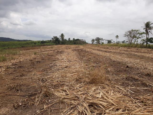 Escada=Vend. 7 mil por Hect=140 Hect=Todos plantado em Cana de Açúcar, só vendemos tudo - Foto 19