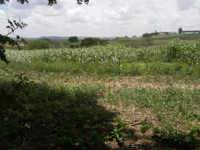 Feira Nova=Vend. 15 mil por Hect=Fazenda com 100 Hectares=Pronta pra Criação de Gado - Foto 16