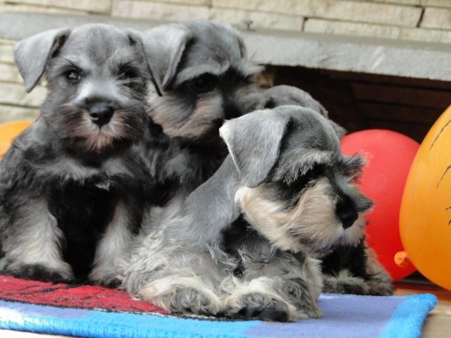 Schnauzer Miniatura - filhotes lindíssimos há 24 anos. Reserve o seu !!!!! - Foto 3