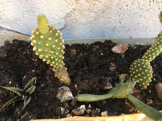 Vendo muda de cactos - Foto 4