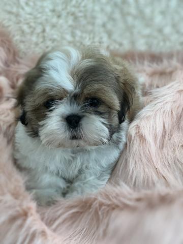 Os mais perfeitos shih tzus aqui na filhotes da Serra - Foto 5