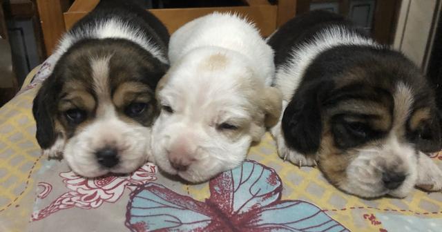 Filhotes de beagle - Foto 4