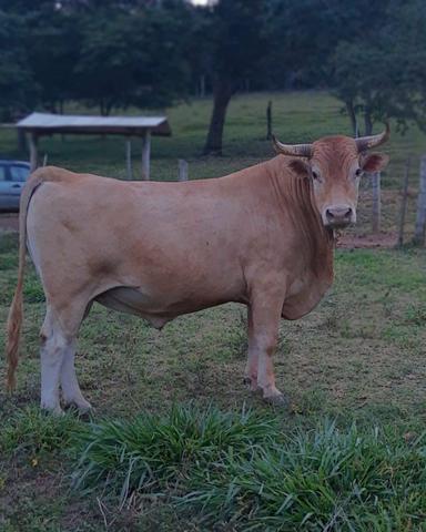 Boi touro caracu