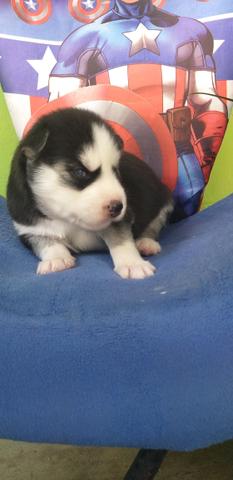 Bbs de Husky Siberiano - Foto 4