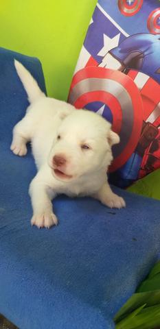 Bbs de Husky Siberiano - Foto 5