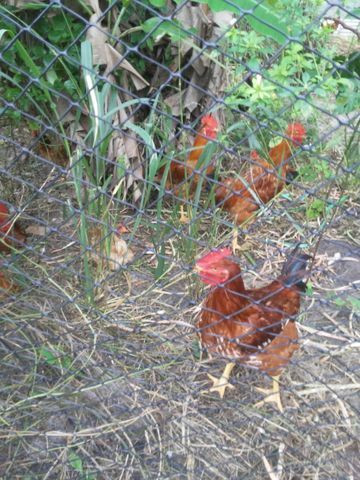 Frangos de quintal