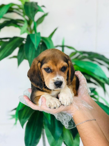 Beagle 13 polegadas, lojas abertas para voce levar seu amicão