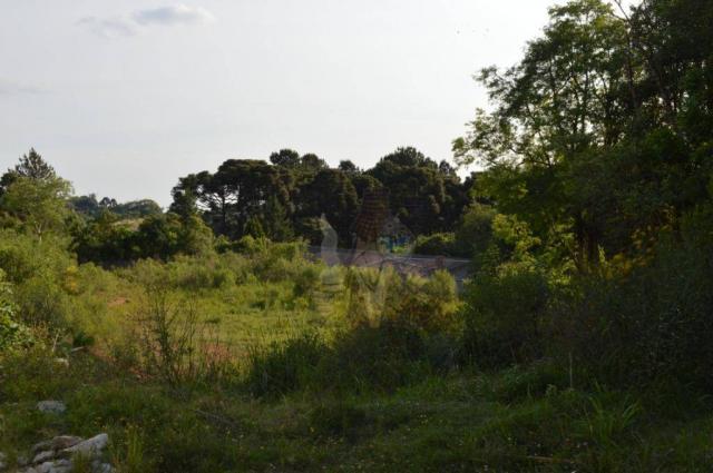 Terreno para alugar, 3100 m² por r$ 3.900/mês - santa felicidade - curitiba/pr - Foto 3