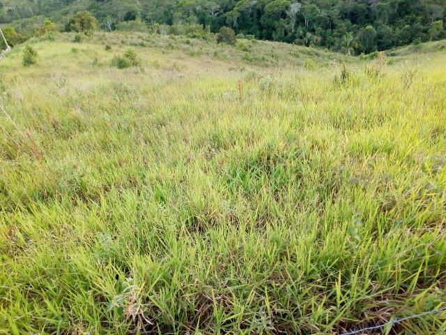 Fazenda em Ubaira-BA - Foto 11