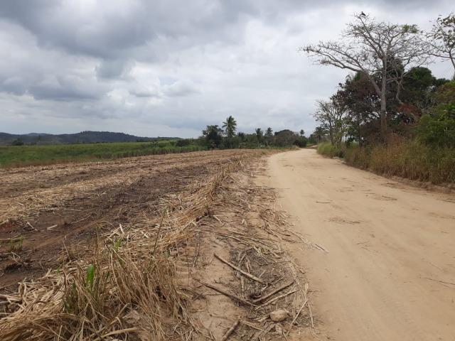 Escada=Vend. 7 mil por Hect=140 Hect=Todos plantado em Cana de Açúcar, só vendemos tudo - Foto 18