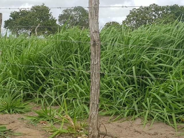 500 Hectares em Canudos Ideal para Criação de Gado com escritura pública - Foto 2