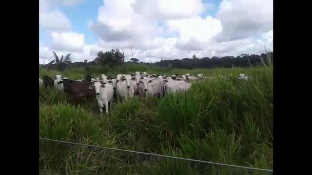 1100 Alqueires, 200 alqueires pasto, Pecuária, Tabaporã-MT