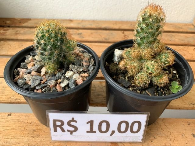 Mudas de cactos para cultivo - Garanhuns - Foto 3