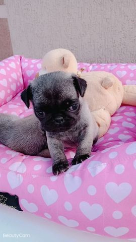 Filhotes de Pug - Foto 6