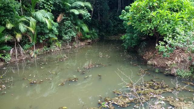 Fazenda Santa Teresa , Somente Avista ou Parcelado!! - Foto 10