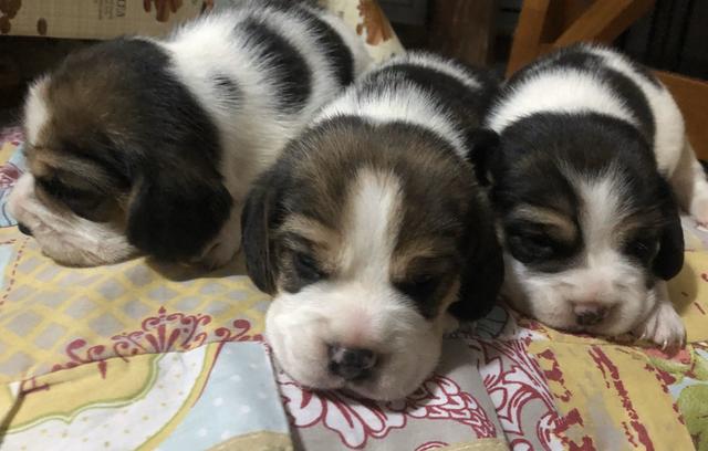 Filhotes de beagle