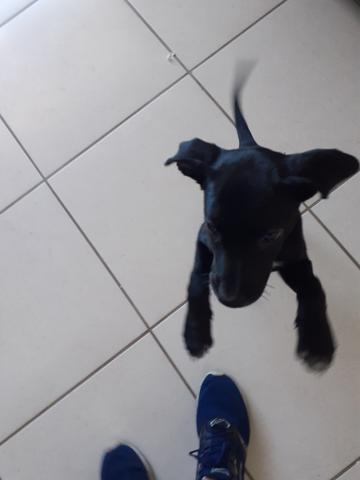 Linda cachorrinha para doação - Foto 4
