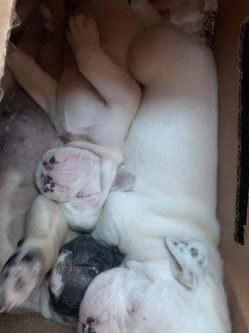 Buldogue Campeiro - Foto 6