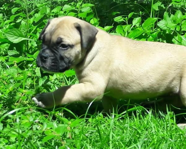 Buldogue Campeiro - Foto 2