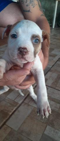Filhote de Pitbull