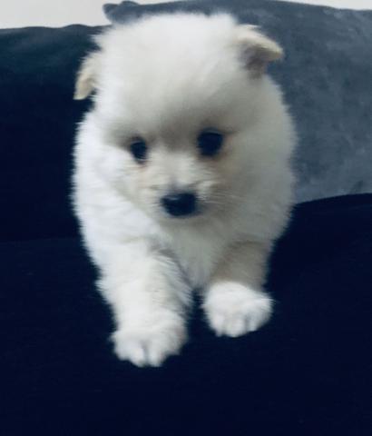 Spitz alemão - Foto 4