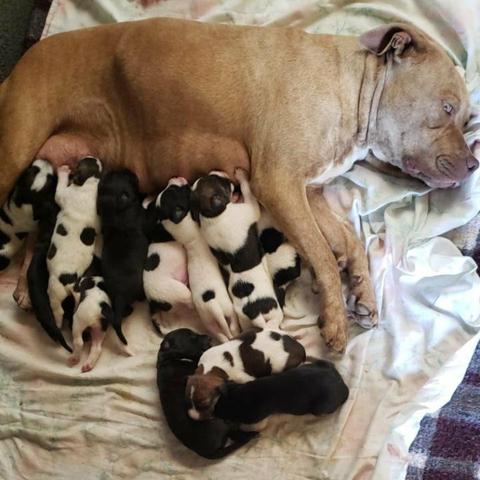 Filhote pitbull - Foto 2