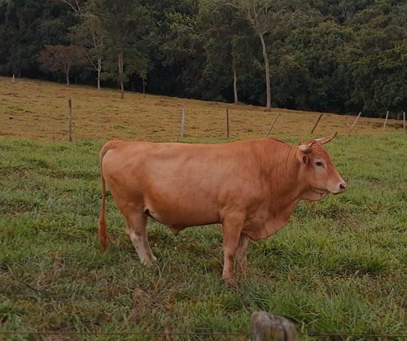 Boi touro caracu - Foto 4