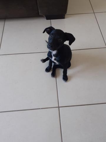 Linda cachorrinha para doação - Foto 2