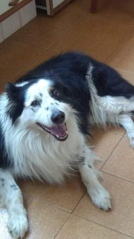 Border Collie - Foto 5