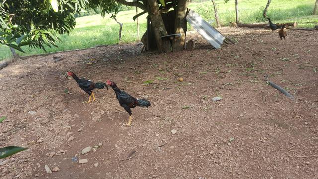 Frangos de raça - Foto 2