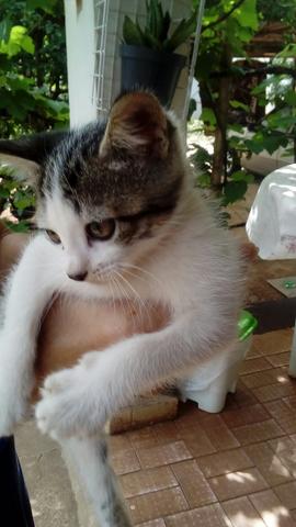 Doação de gato - Foto 3