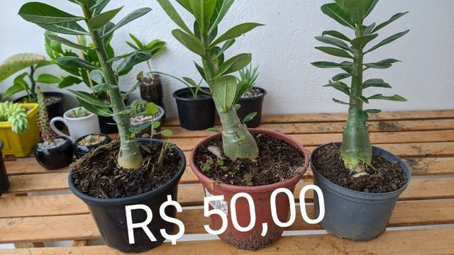 Rosa do deserto - Garanhuns - Foto 2