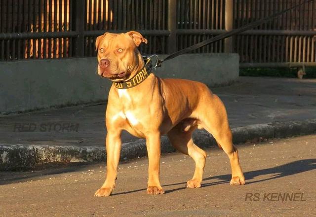 Filhotes de pit bull - Foto 4