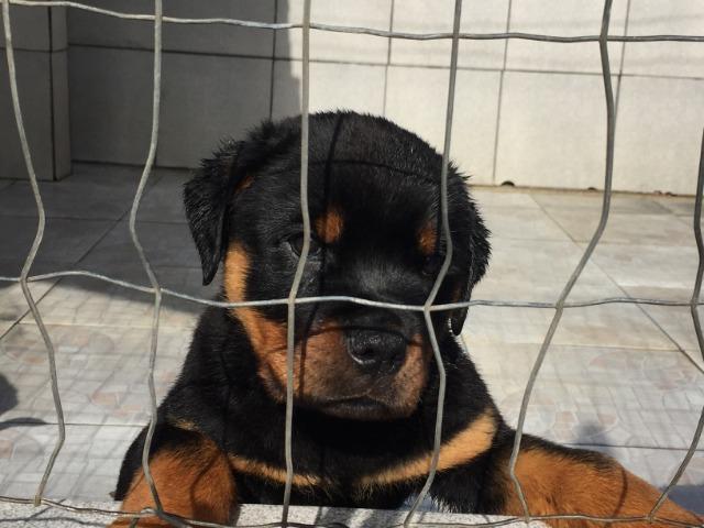 Filhotes machos Rottweiler - Foto 5