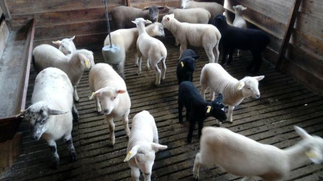Vendo carneiros 9,50 kg - Foto 2