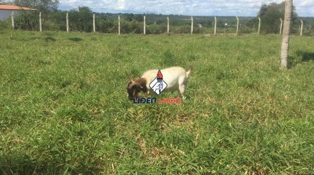 Líder imob - sitio para venda, em são gonçalo dos campos, 21.800,00 m² total. - Foto 7