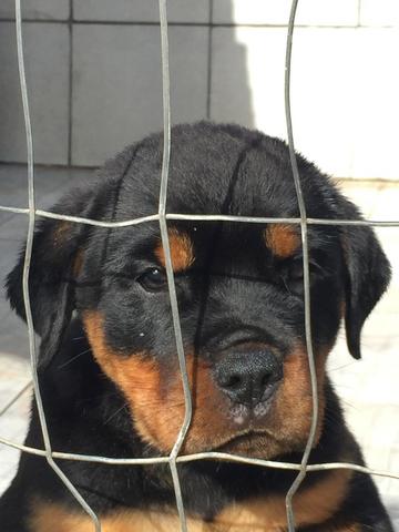 Filhotes machos Rottweiler