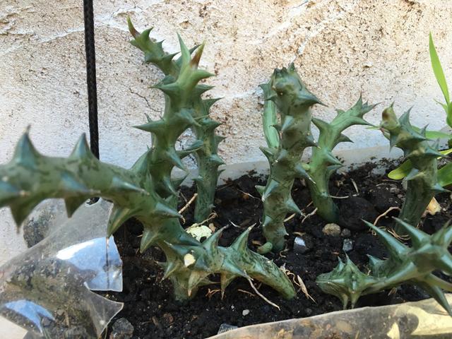 Vendo muda de cactos - Foto 3