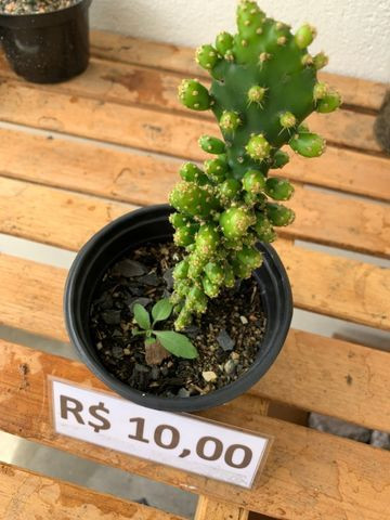 Mudas de cactos para cultivo - Garanhuns