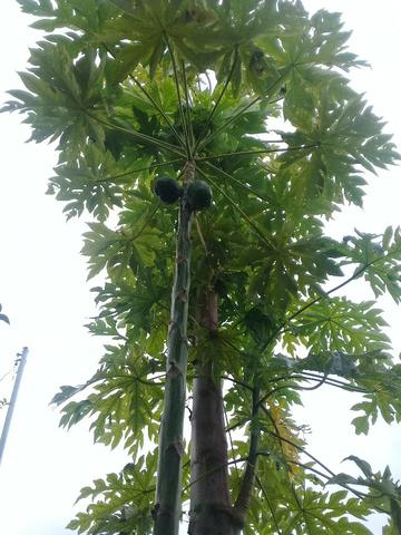 Aluguel de casa próxima à Universidade Federal de São João - Foto 11