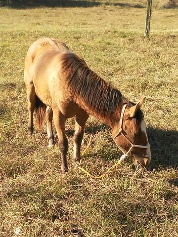 Vendo Cavalo