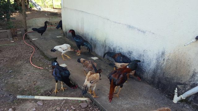 Frangos de raça