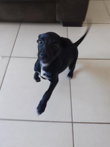 Linda cachorrinha para doação