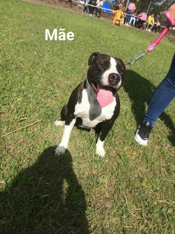 American Staffordshire Terrier - Foto 2