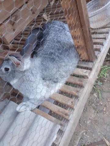 Coelha gigante de flandres pura - Foto 2