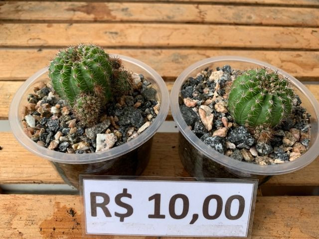 Mudas de cactos para cultivo - Garanhuns - Foto 4
