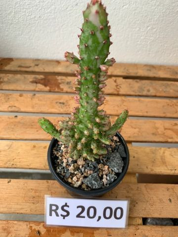 Mudas de cactos para cultivo - Garanhuns - Foto 2