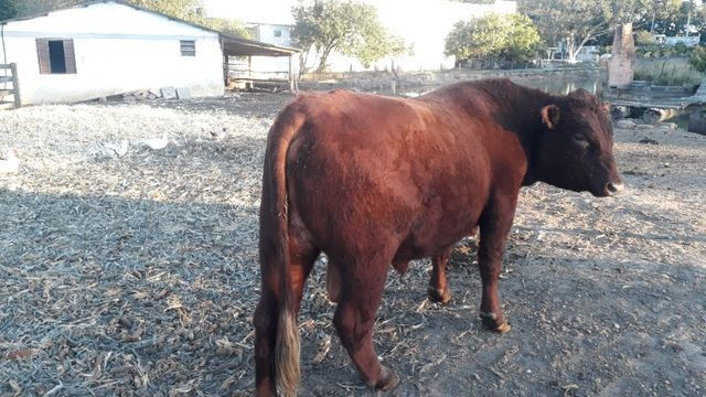 Touro Red Angus - Foto 2